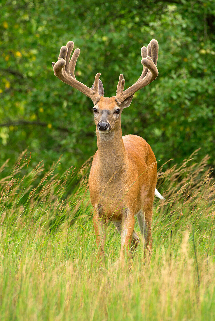 White-tailed Deer (Odocoileus virginianus) buck in velvet, North America