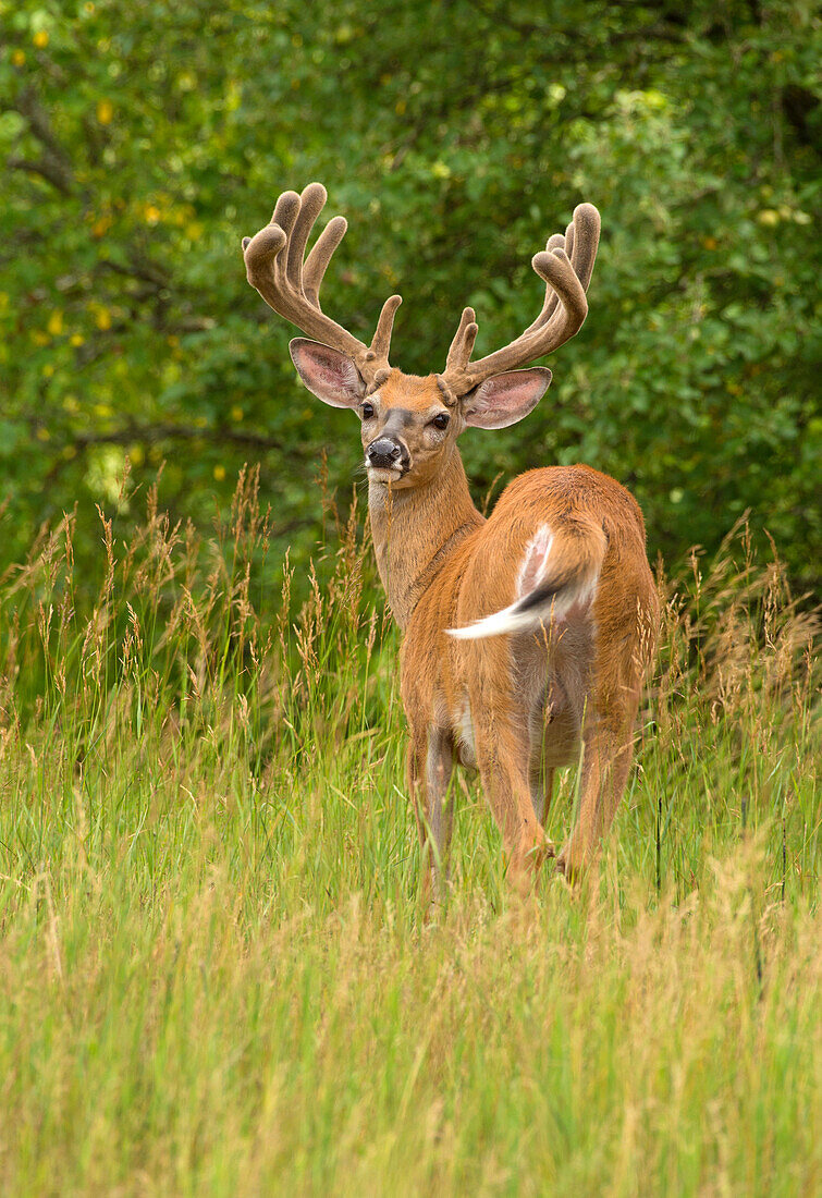 White-tailed Deer (Odocoileus virginianus) buck in velvet, North America