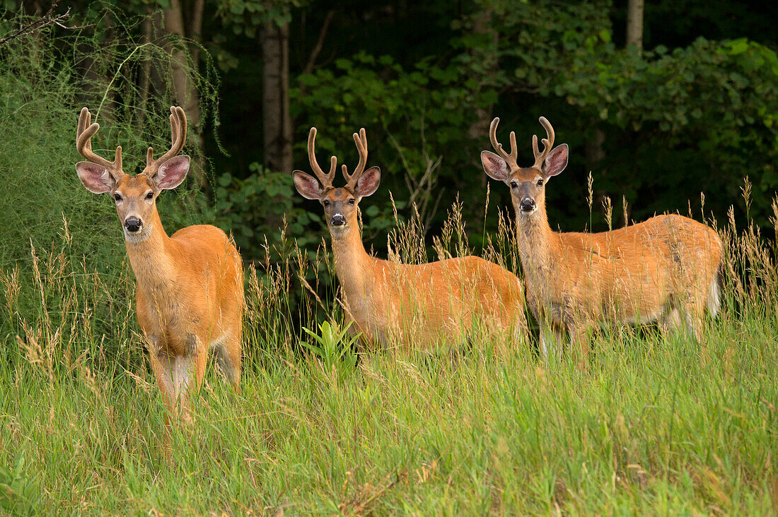 White-tailed Deer (Odocoileus virginianus) bucks in velvet, North America