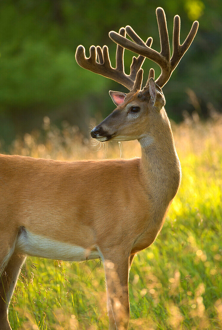 White-tailed Deer (Odocoileus virginianus) buck in velvet, North America