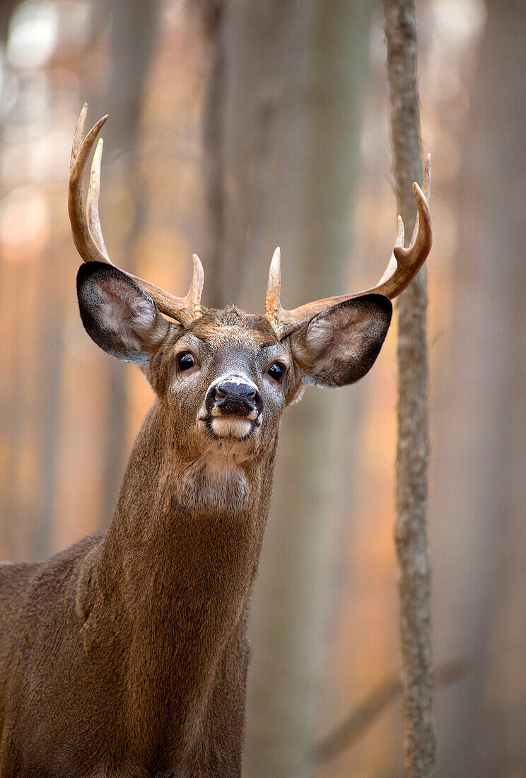 White-tailed Deer (Odocoileus virginianus) buck in defensive posture, North America