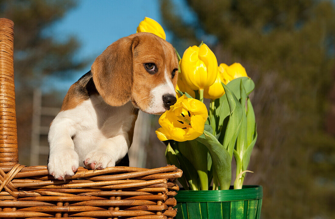 Beagle (Canis familiaris) puppy smelling tulip