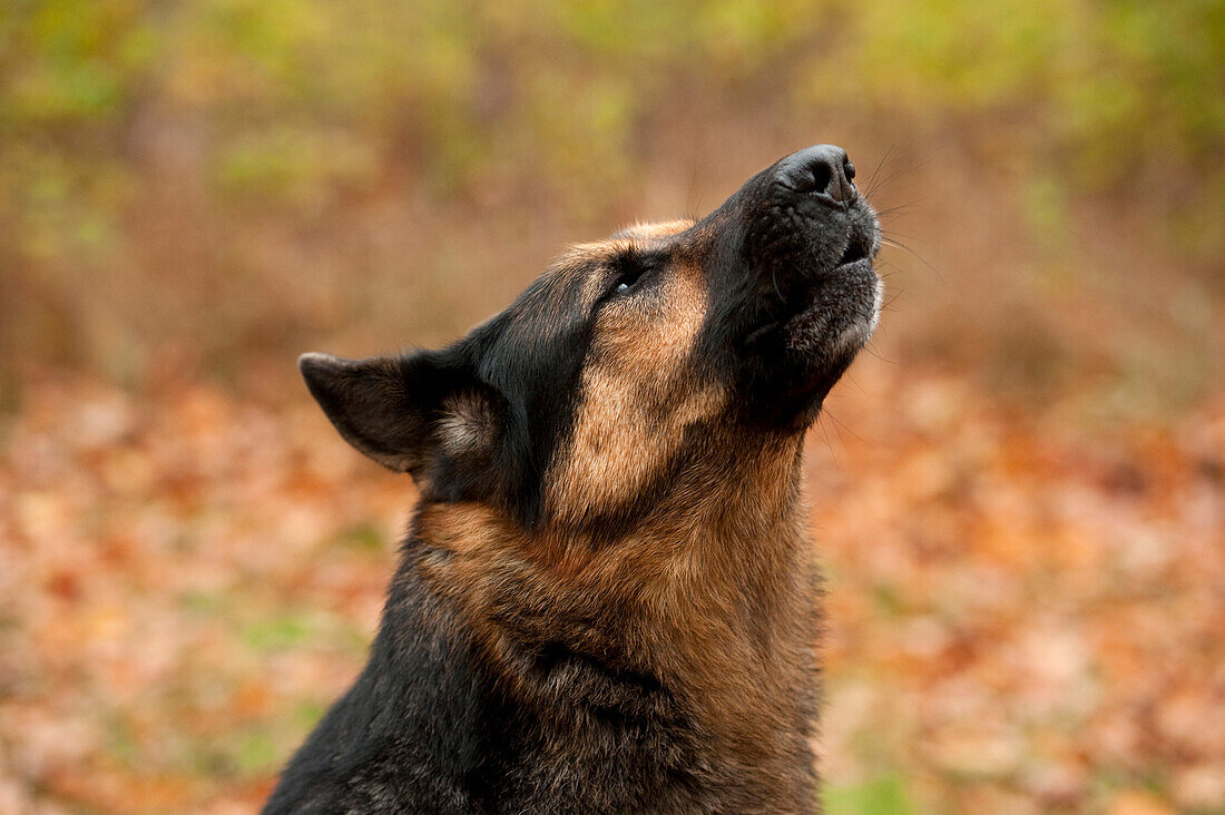 German Shepherd (Canis familiaris) male howling
