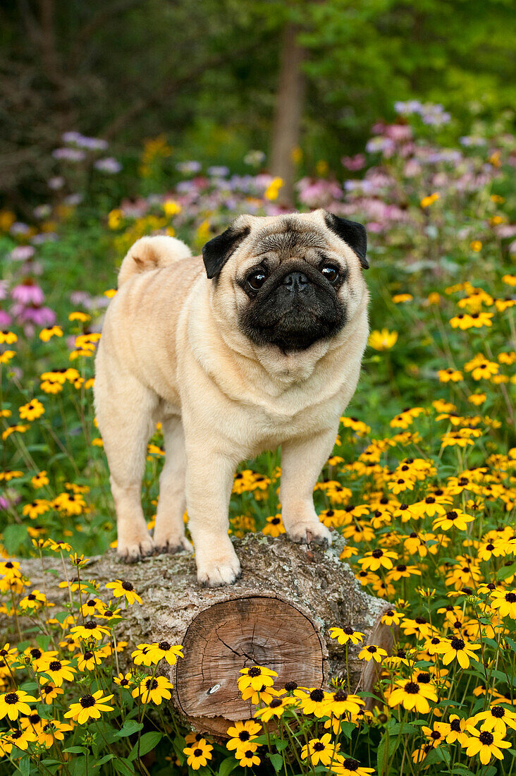 Pug (Canis familiaris) male