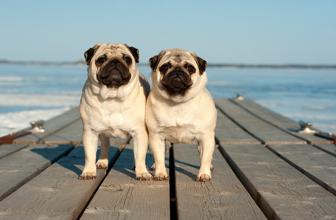 Pug (Canis familiaris) pair on a dock