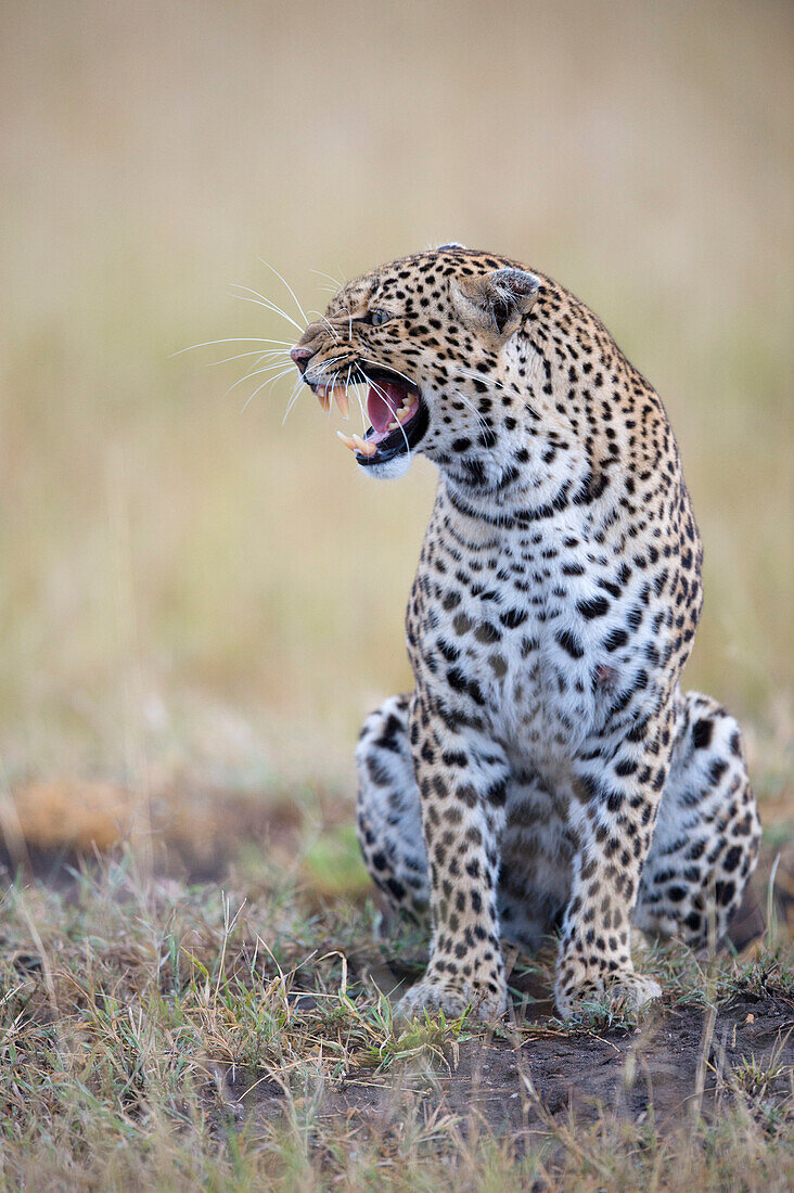 Leopard (Panthera pardus) female snarling, Masai Mara, Kenya
