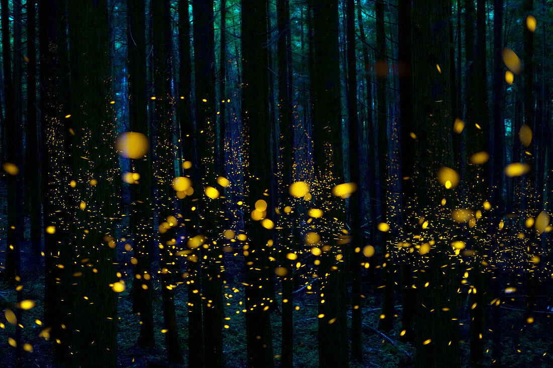 Japanese Firefly (Luciola cruciata) group lighting up at night in forest, Shikoku, Japan