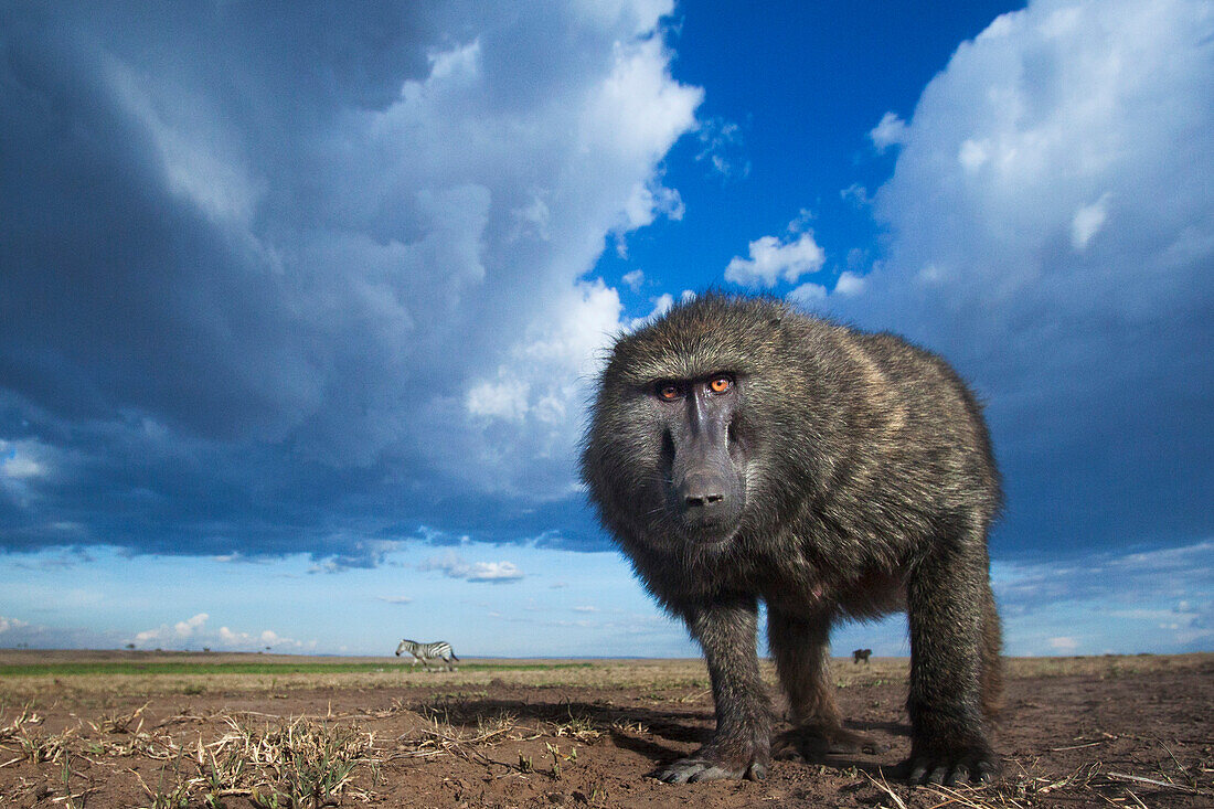 Olive Baboon (Papio anubis) male, Masai Mara, Kenya