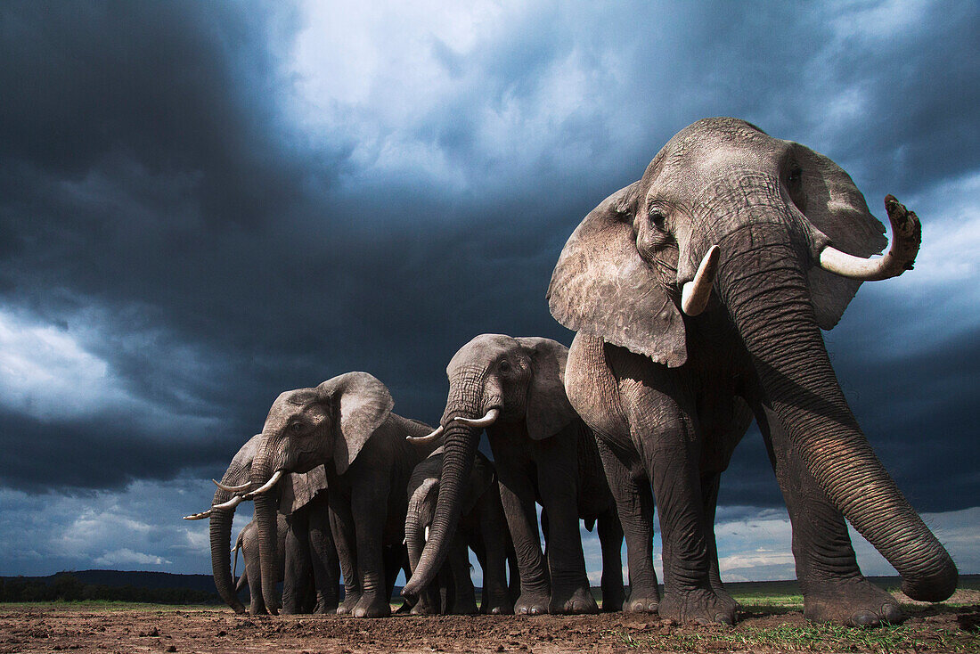 African Elephant (Loxodonta africana) herd during storm, Masai Mara, Kenya