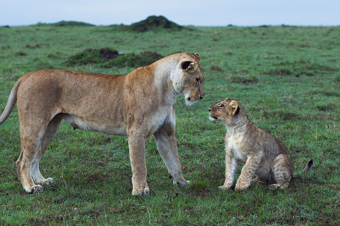 African Lion (Panthera leo) female playing with cub, Masai Mara, Kenya, sequence 2 of 3