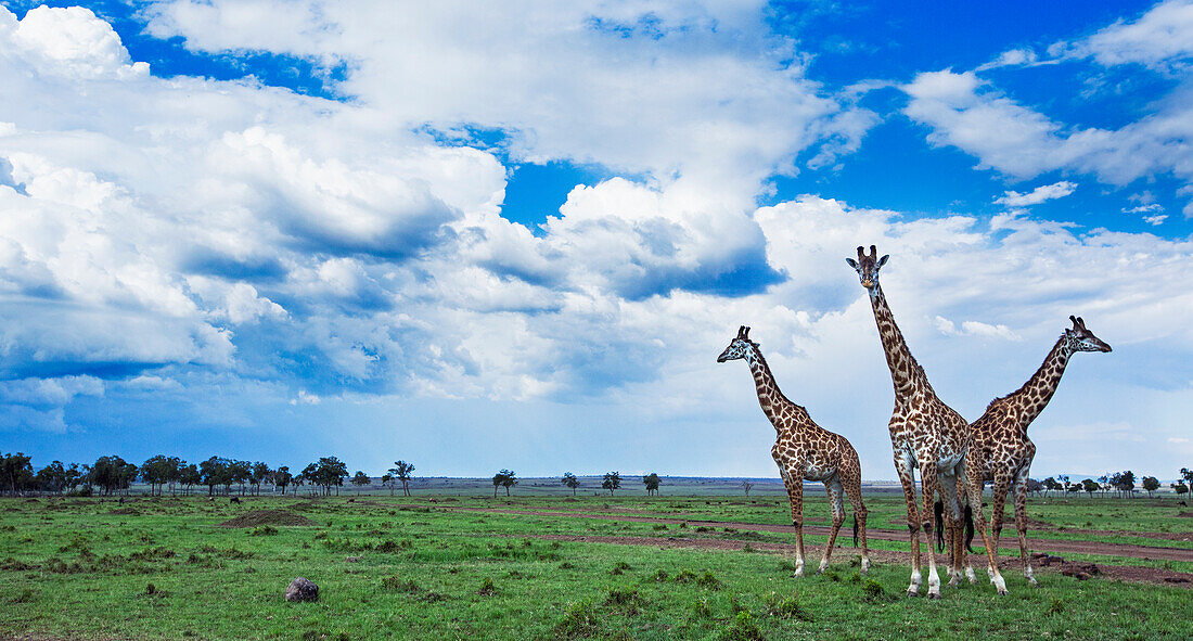 Masai Giraffe (Giraffa tippelskirchi) trio on savanna, Masai Mara, Kenya