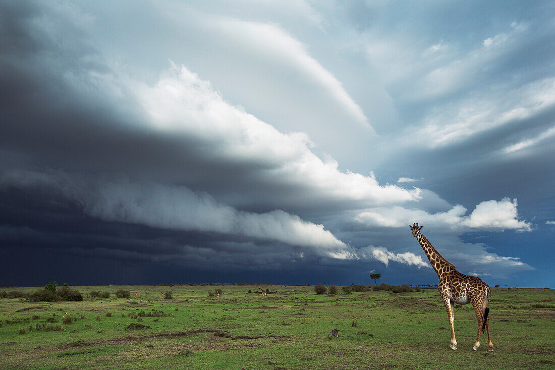 Masai Giraffe (Giraffa tippelskirchi) on savanna during storm, Masai Mara, Kenya