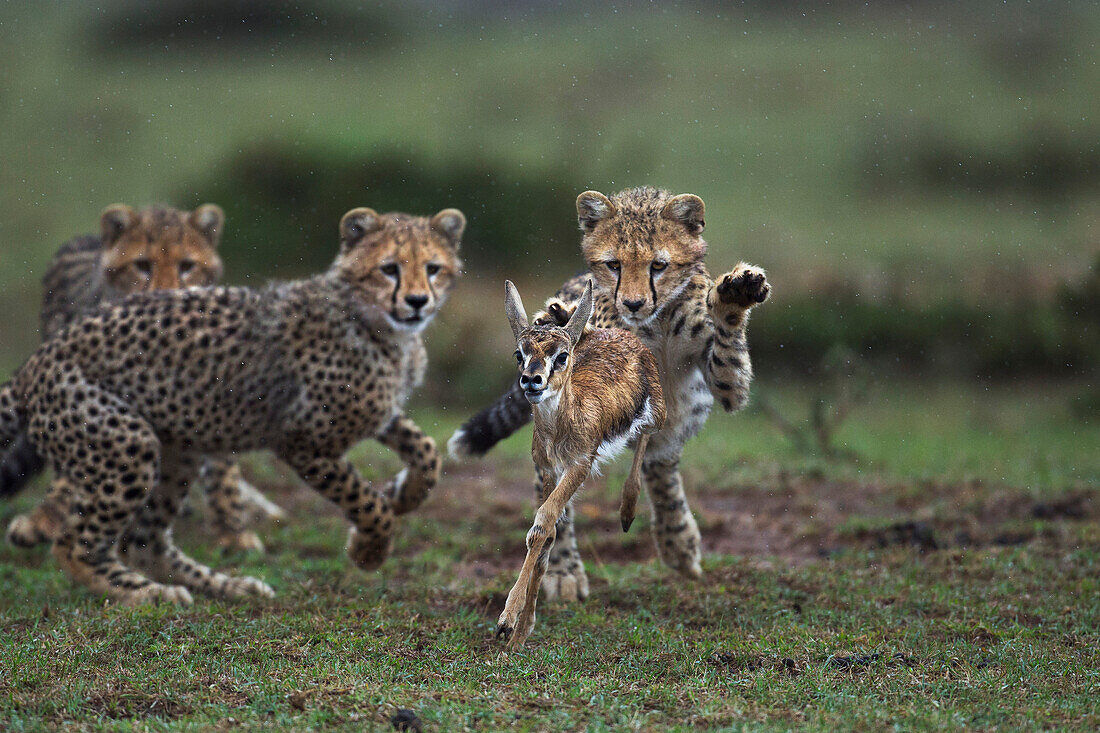 Cheetah (Acinonyx jubatus) cubs learning to hunt Thomson's Gazelle (Eudorcas thomsonii) that their mother caught, Masai Mara, Kenya