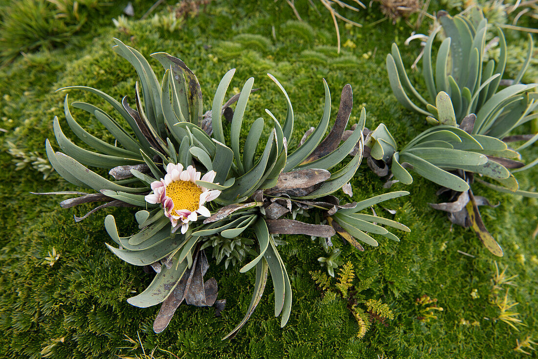 Blühendes Anden-Gänseblümchen (Werneria nubigena), Ökologisches Reservat Antisana, Ecuador