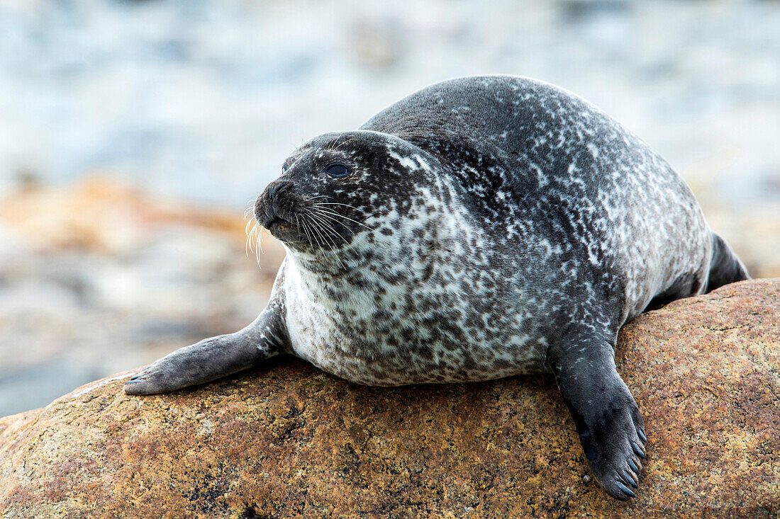 Ringed Seal (Pusa hispida), Spitsbergen, Norway