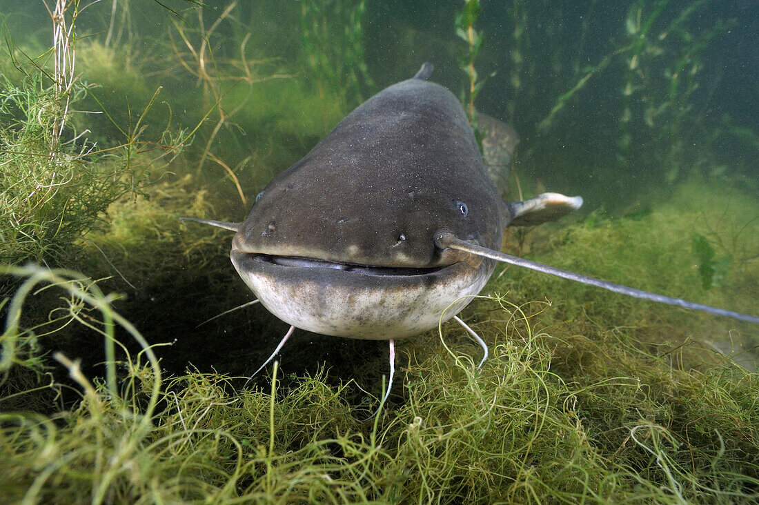 Wels (Silurus glanis) male guarding nest, Netherlands