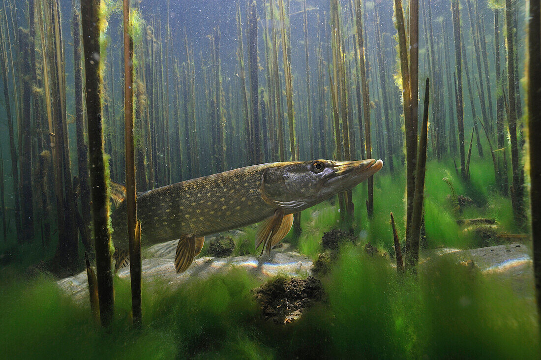 Northern Pike (Esox lucius), Netherlands