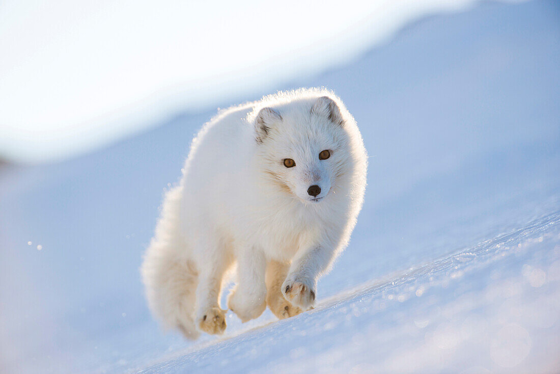 Arctic Fox (Alopex lagopus) running in winter, Spitsbergen, Norway