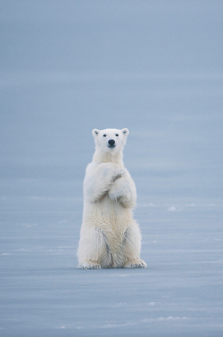 Polar Bear (Ursus maritimus) on ice, Spitsbergen, Norway