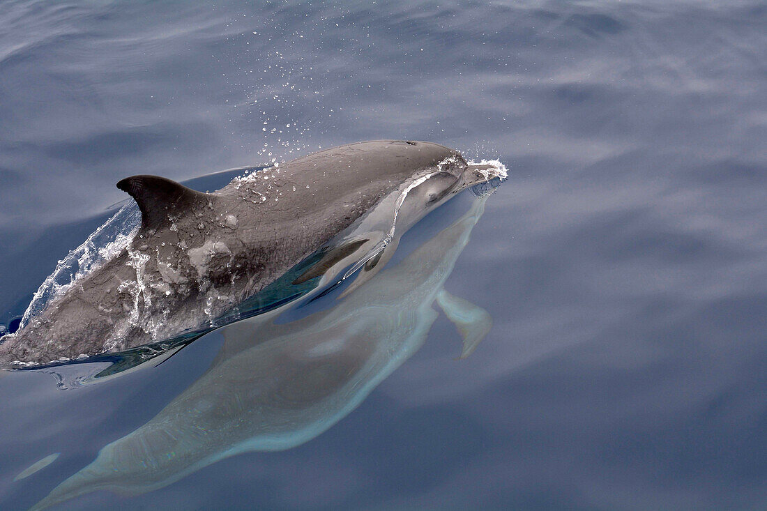 Atlantic Spotted Dolphin (Stenella frontalis) pair at surface, Canary Islands, Spain
