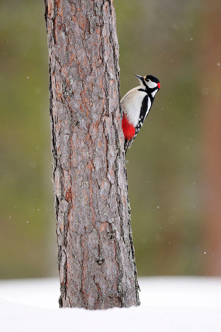 Great Spotted Woodpecker (Dendrocopos major) during snowfall, Finland