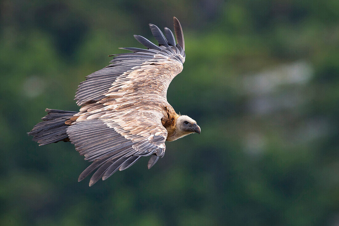Griffon Vulture (Gyps fulvus) flying, France