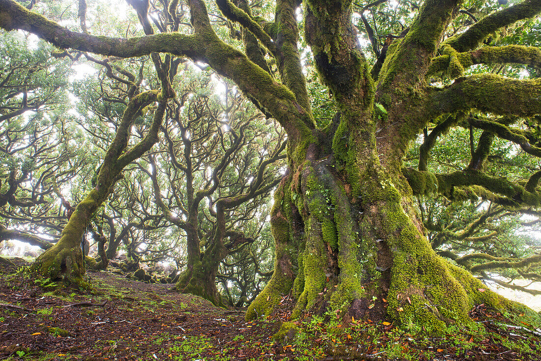 Bay Laurel (Laurus nobilis) old trees in fog, Madeira, Portugal