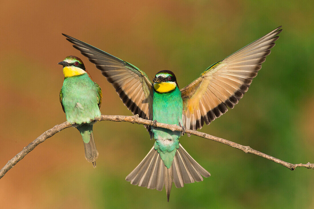 European Bee-eater (Merops apiaster) male offering food to female during courtship, Bulgaria