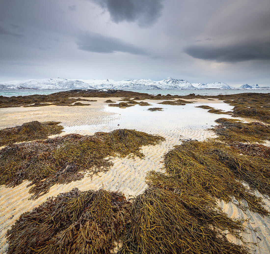 Knotted Wrack (Ascophyllum nodosum) kelp at low tide along fjord, Senja, Norway