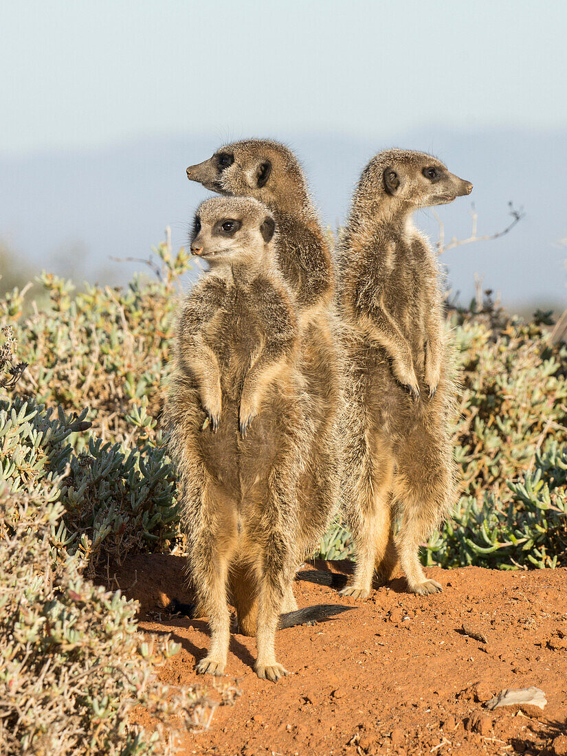 Meerkat (Suricata suricatta) trio on guard, South Africa