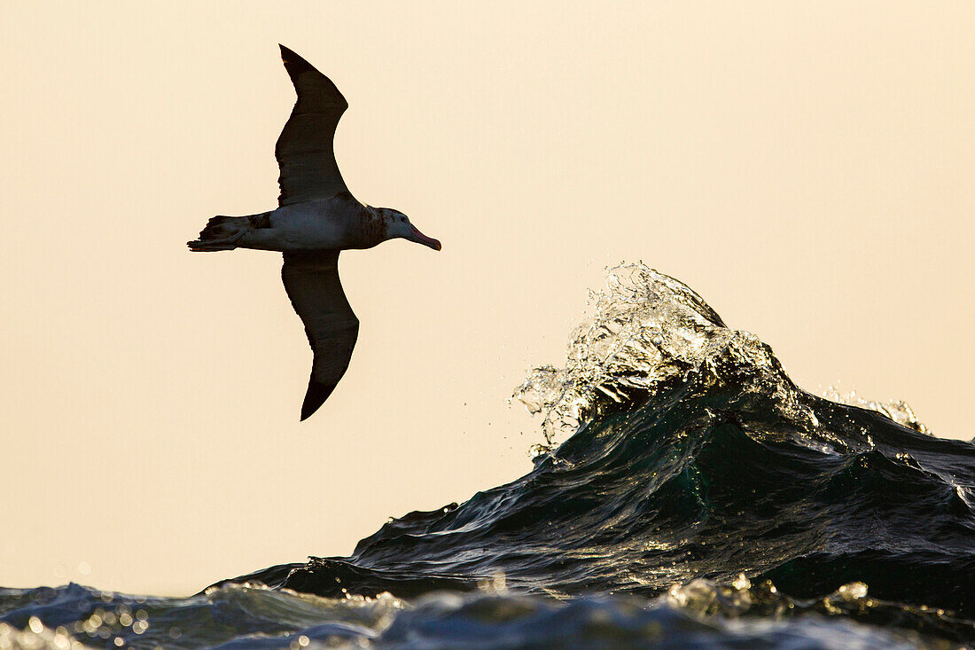 Wandering Albatross (Diomedea exulans) flying close to the waves, South Georgia Island