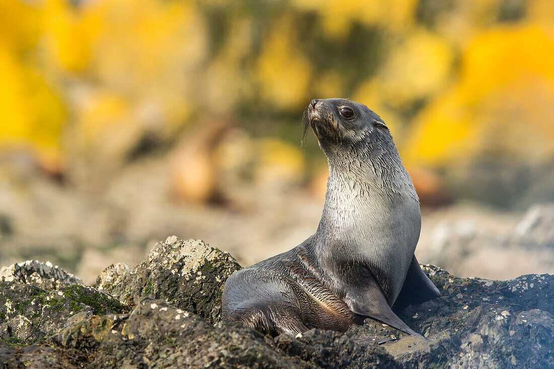 Antarctic Fur Seal (Arctocephalus gazella) juvenile on beach, South Georgia Island