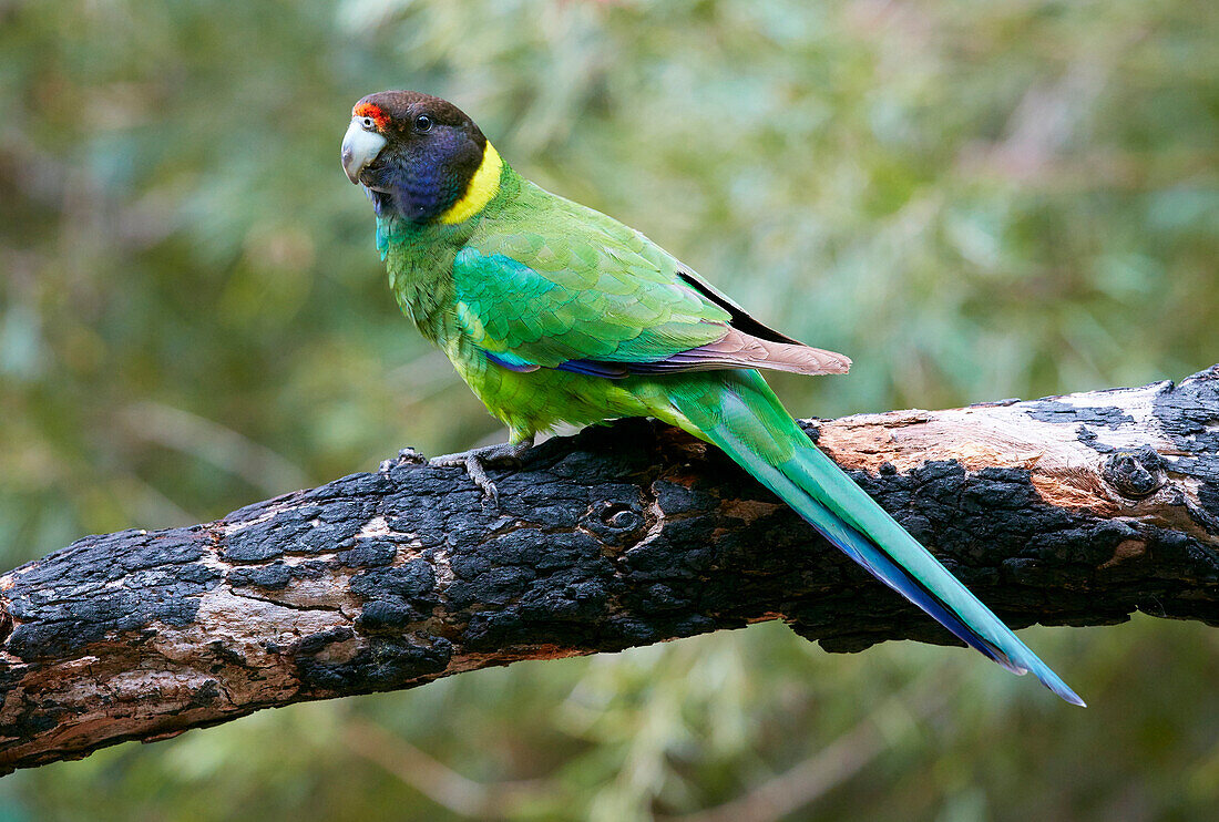 Australian Ringneck (Barnardius zonarius) parrot, Western Australia, Australia