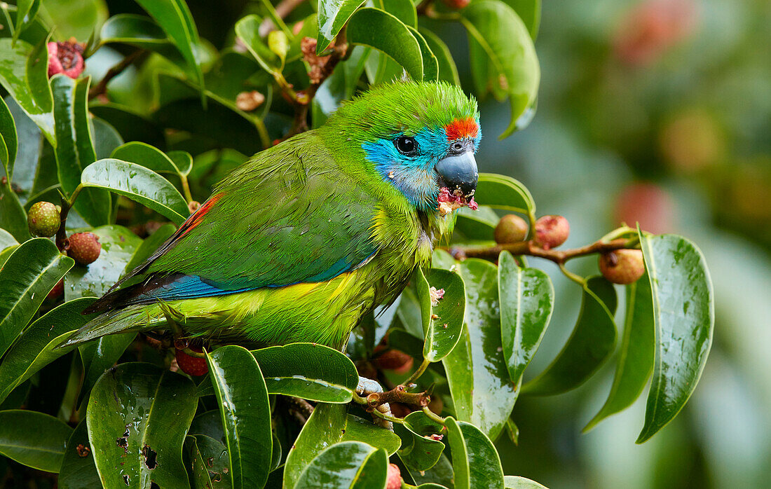 Double-eyed Fig-Parrot (Cyclopsitta diophthalma) feeding on fruiting fig, Lake Eacham, Queensland, Australia