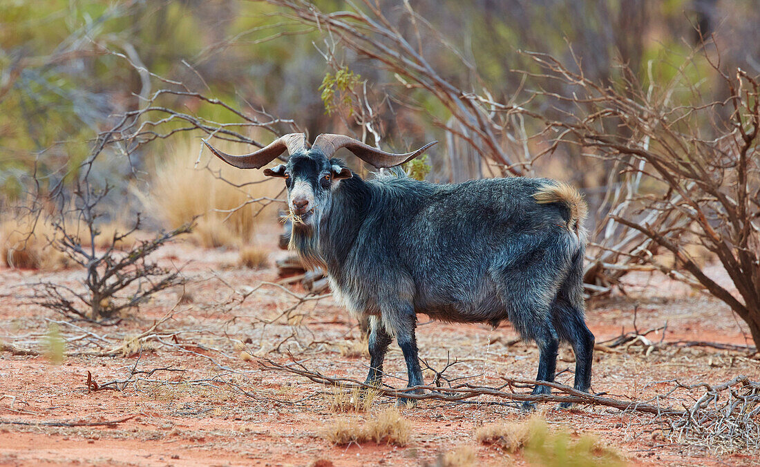 Wild Goat (Capra aegagrus), Hungerford, New South Wales, Australia