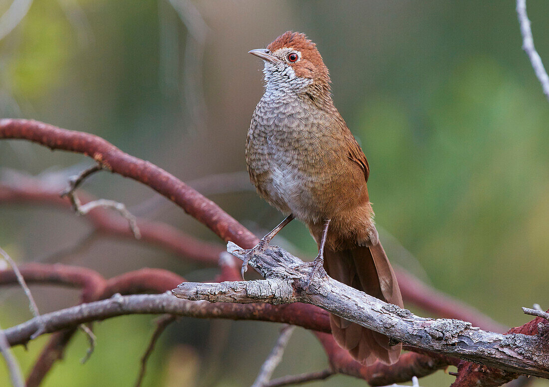 Rufous Bristlebird (Dasyornis broadbenti), Lower Glenelg National Park, Victoria, Australia