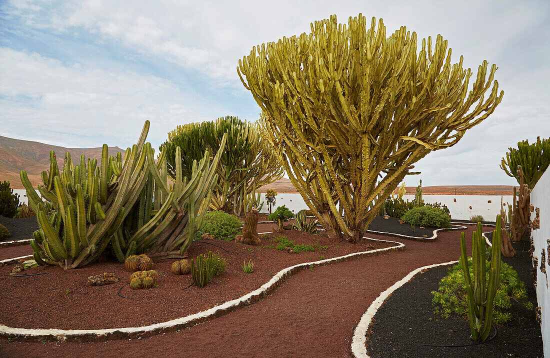 Cactus garden in the museum Museo del Queso Majorero and Molino de Antigua at Antigua, Fuerteventura, Canary Islands, Islas Canarias, Atlantic Ocean, Spain, Europe