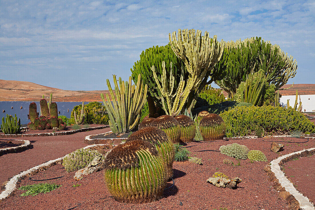 Cactus garden in the museum Museo del Queso Majorero and Molino de Antigua at Antigua, Fuerteventura, Canary Islands, Islas Canarias, Atlantic Ocean, Spain, Europe