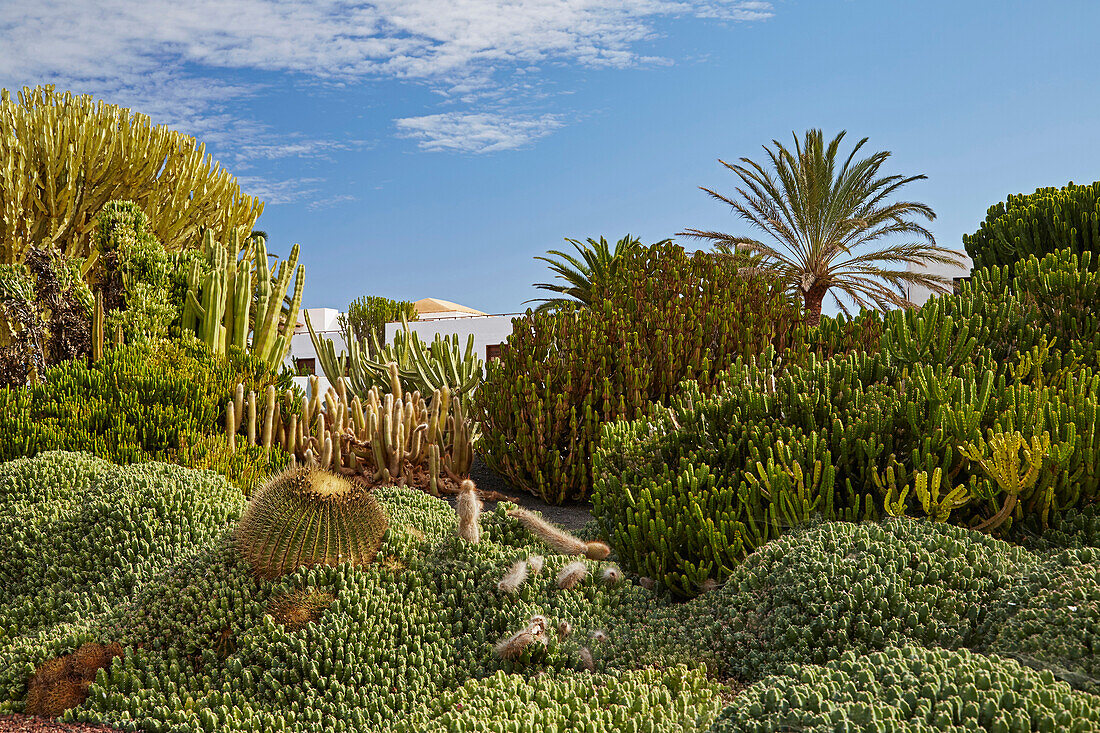 Kakteengarten im Freilichtmuseum Museo del Queso Majorero, Antigua, Fuerteventura, Kanaren, Kanarische Inseln, Islas Canarias, Atlantik, Spanien, Europa