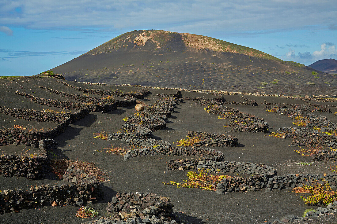 Weinbaugebiet La Geria am Fuß der Feuerberge, Lanzarote, Kanaren, Kanarische Inseln, Islas Canarias, Spanien, Europa