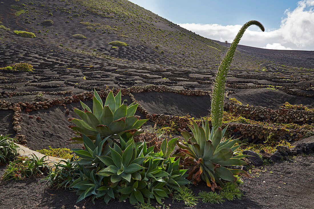 Weinbaugebiet La Geria am Fuß der Feuerberge, Lanzarote, Kanaren, Kanarische Inseln, Islas Canarias, Spanien, Europa