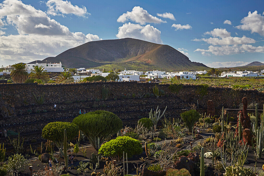 Cactus garden near Guatiza, Jardín de Cactus, César Manrique, Lanzarote, Canary Islands, Islas Canarias, Spain, Europe