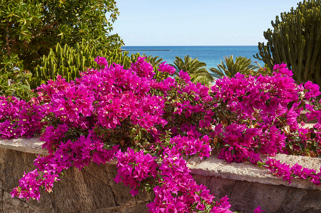 Flowering Bougainvillea at Costa Teguise, Atlantic Ocean, Lanzarote, Canary Islands, Islas Canarias, Spain, Europe