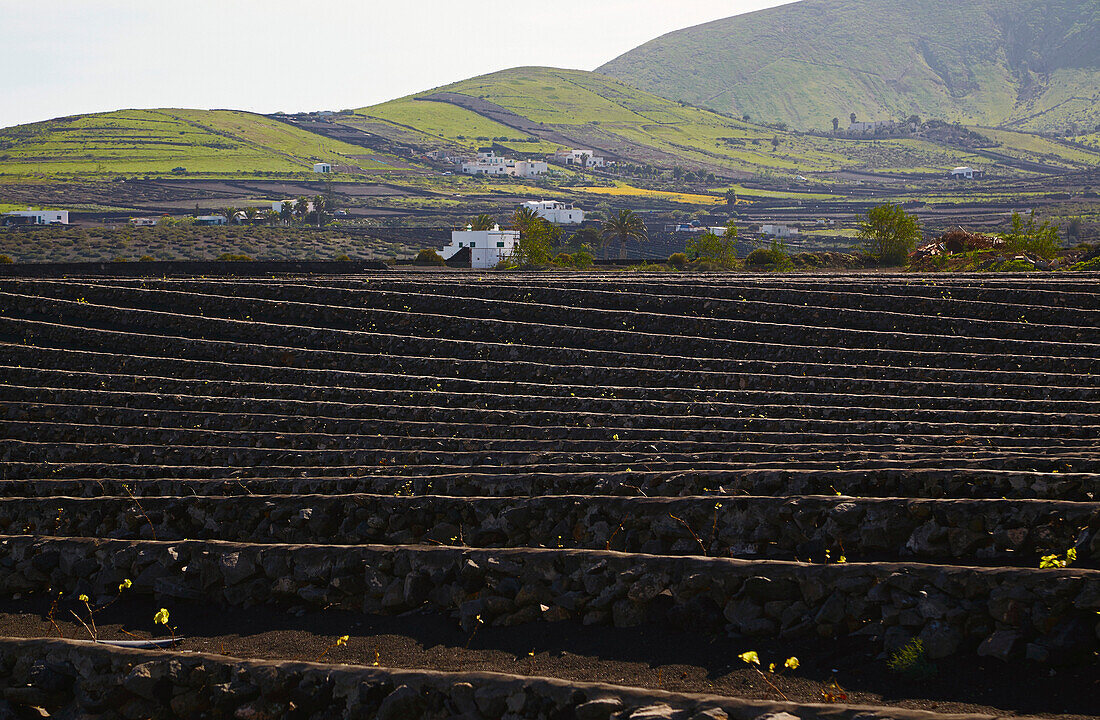 Wine growing area near Masdache, Lanzarote, Canary Islands, Islas Canarias, Spain, Europe