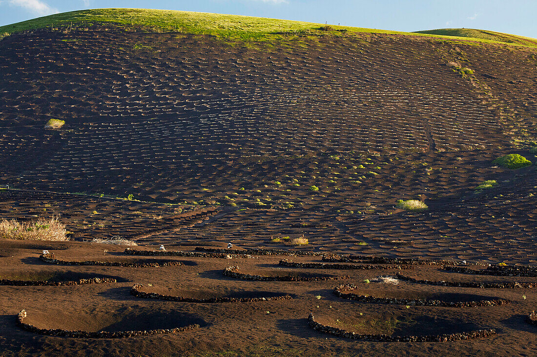 Weinbaugebiet La Geria am Fuß der Feuerberge, Lanzarote, Kanaren, Kanarische Inseln, Islas Canarias, Spanien, Europa