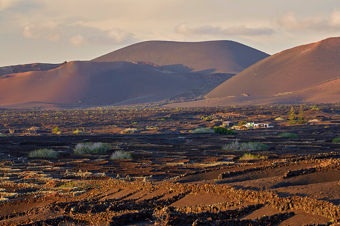 Weinbaugebiet La Geria am Fuß der Feuerberge, Lanzarote, Kanaren, Kanarische Inseln, Islas Canarias, Spanien, Europa