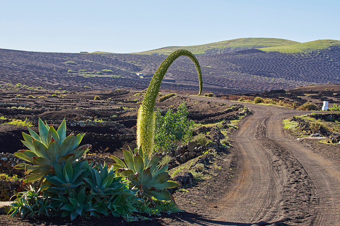 Weinbaugebiet La Geria am Fuß der Feuerberge, Lanzarote, Kanaren, Kanarische Inseln, Islas Canarias, Spanien, Europa