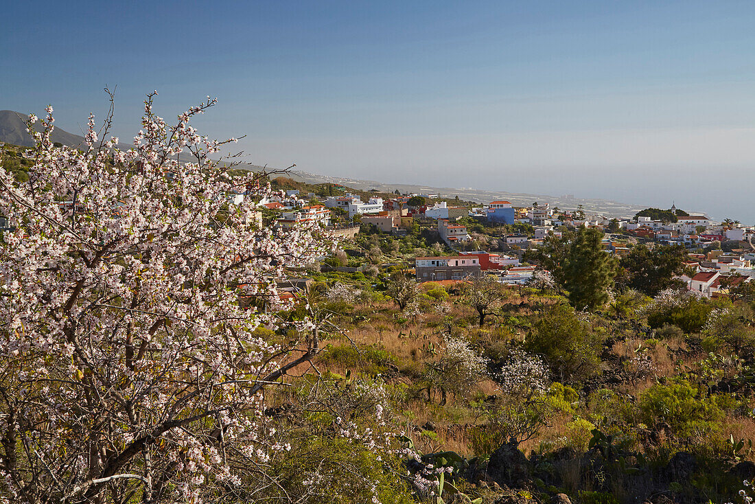 Frühling bei Chio, Teneriffa, Kanaren, Kanarische Inseln, Islas Canarias, Atlantik, Spanien, Europa