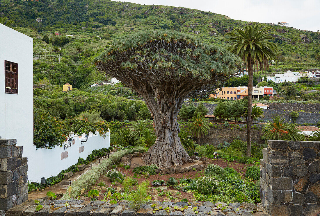 El Drago Milenario at Icod de los Vinos, Tenerife, Canary Islands, Islas Canarias, Atlantic Ocean, Spain, Europe