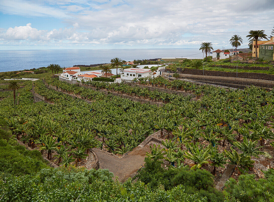 Plantation of bananas near Icod de los Vinos, Tenerife, Canary Islands, Islas Canarias, Atlantic Ocean, Spain, Europe